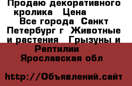 Продаю декоративного кролика › Цена ­ 500 - Все города, Санкт-Петербург г. Животные и растения » Грызуны и Рептилии   . Ярославская обл.